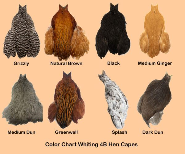 Color Chart 4B Hen Capes