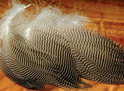 gadwall feathers
