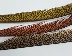 Golden Pheasant Tail feathers