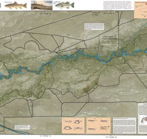 A map of the river with fish on it.