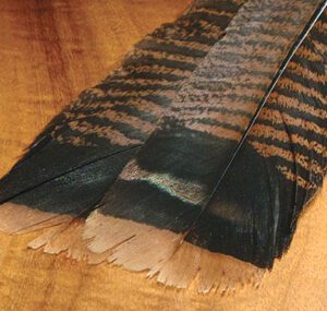 Cinnamon tip Turkey Feathers