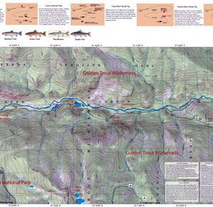 A map of the river with fish on it.