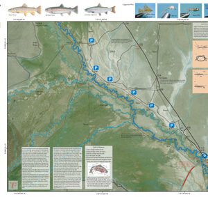 A map of the river with fish locations.