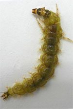 Caddis Larvae