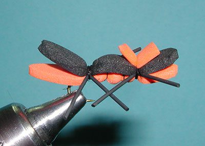 Chernobyl Ant, Orange