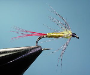 Gray Hackle Yellow