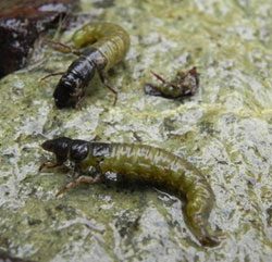 Green Caddis Larvae