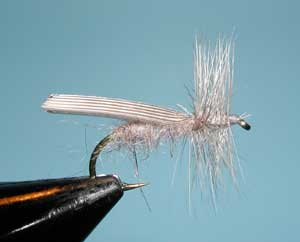 Gray Quill Wing Caddis