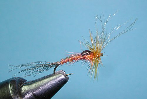 Poxyback Emerger PMD