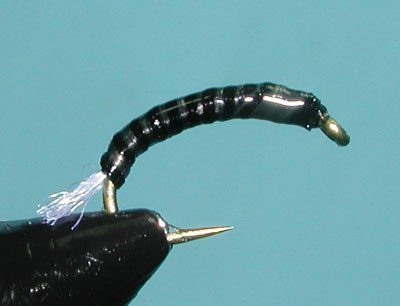 Black/Gray Spanflex Larvae