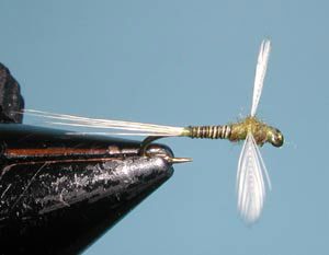 BWO Spinner Quill