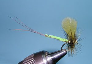 Extended Mayfly, Western Green Drake