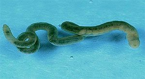 Green Aquatic Worm