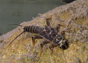 Actual Stonefly Nymph